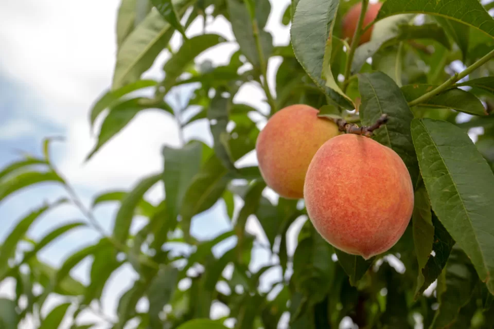 Fruit Trees